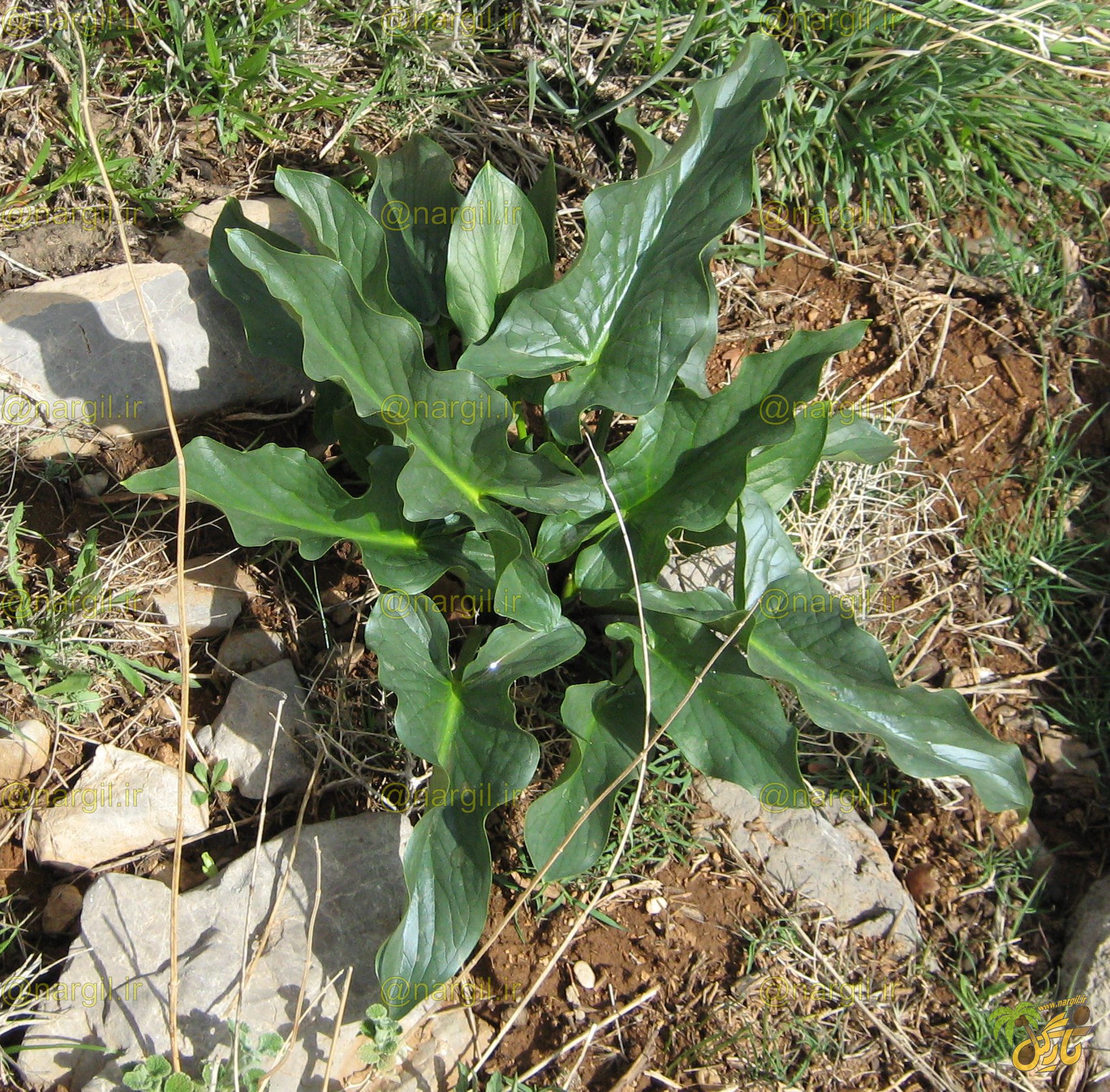 کارده